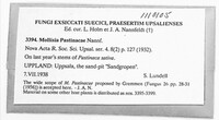 Pyrenopeziza pastinacae image
